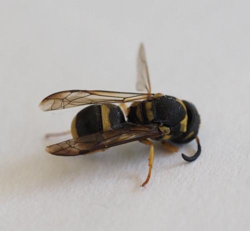 Ancistrocerus sp.